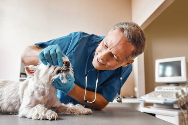 Best Emergency Treatment for Toothache in Cotulla, TX